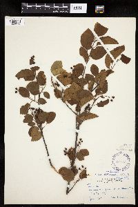 Amelanchier interior image