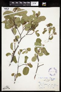 Amelanchier interior image