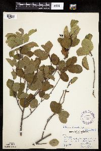 Amelanchier interior image