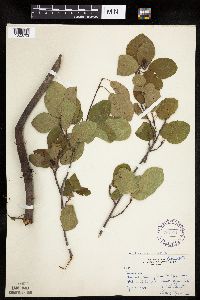 Amelanchier interior image