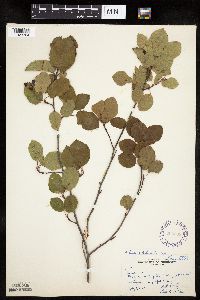 Amelanchier interior image