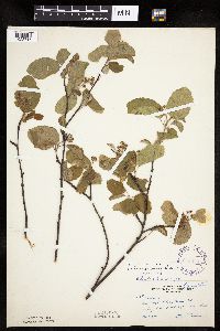 Amelanchier interior image