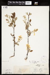 Amelanchier interior image