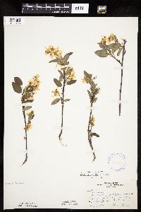 Amelanchier interior image