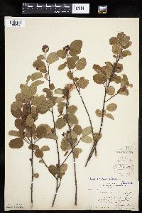 Amelanchier interior image