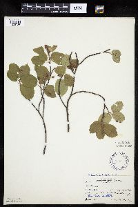 Amelanchier interior image