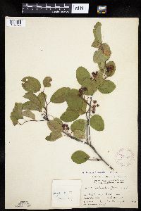 Amelanchier interior image