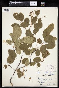 Amelanchier interior image