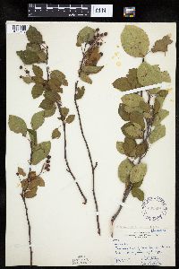 Amelanchier interior image