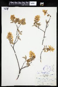 Amelanchier interior image