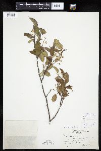 Amelanchier interior image