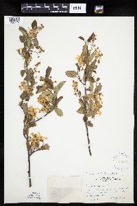 Amelanchier interior image