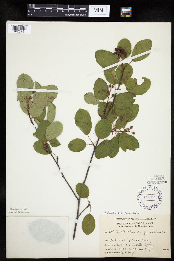 Amelanchier interior image