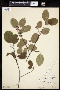 Amelanchier interior image