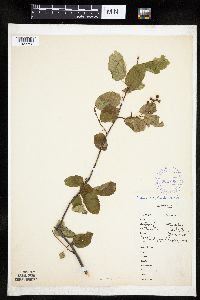 Amelanchier interior image