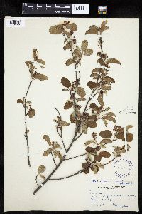 Amelanchier interior image