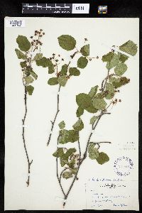 Amelanchier interior image