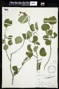 Amelanchier interior image