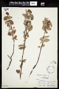 Amelanchier interior image