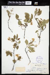 Amelanchier interior image