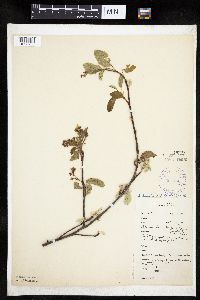 Amelanchier interior image