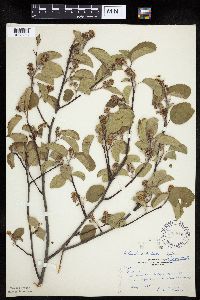 Amelanchier interior image