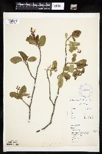 Amelanchier interior image