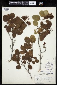 Amelanchier interior image