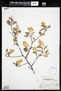 Amelanchier interior image