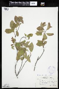 Amelanchier interior image