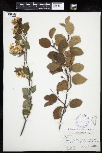 Amelanchier interior image