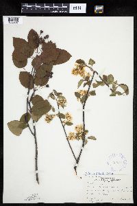 Amelanchier interior image