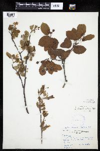 Amelanchier interior image