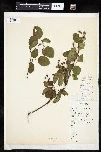 Amelanchier interior image