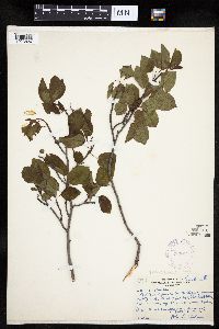 Amelanchier interior image