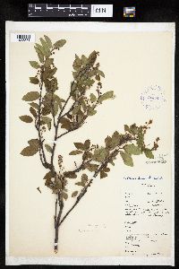 Amelanchier interior image