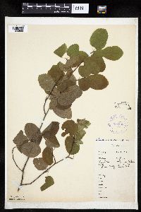 Amelanchier interior image