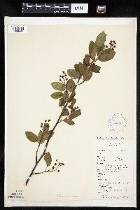 Amelanchier interior image