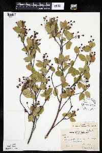 Amelanchier interior image