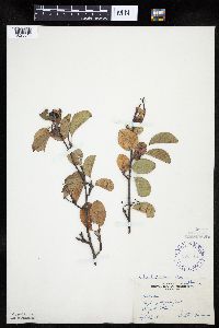 Amelanchier interior image