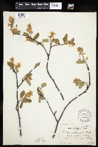 Amelanchier interior image