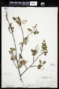 Amelanchier interior image