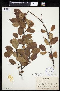 Amelanchier interior image