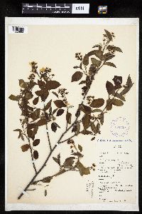 Amelanchier interior image