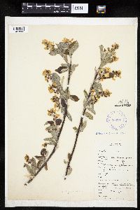 Amelanchier interior image