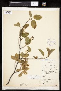 Amelanchier interior image