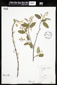 Amelanchier interior image