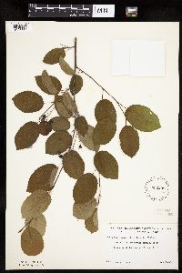 Amelanchier interior image