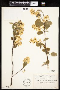 Amelanchier interior image