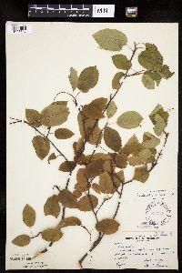 Amelanchier interior image